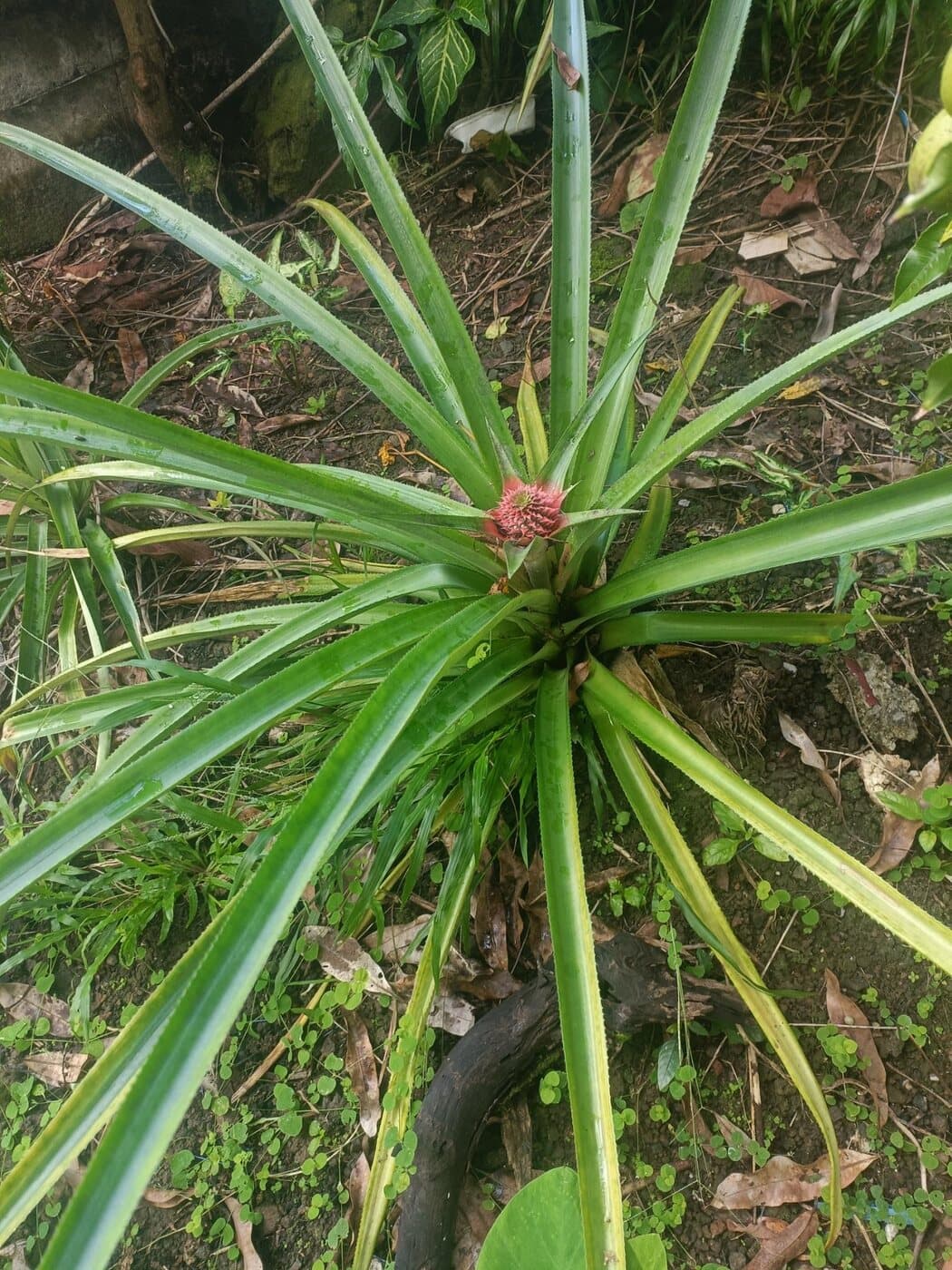 Rhum arrangé ananas : la recette sans rater le bocal