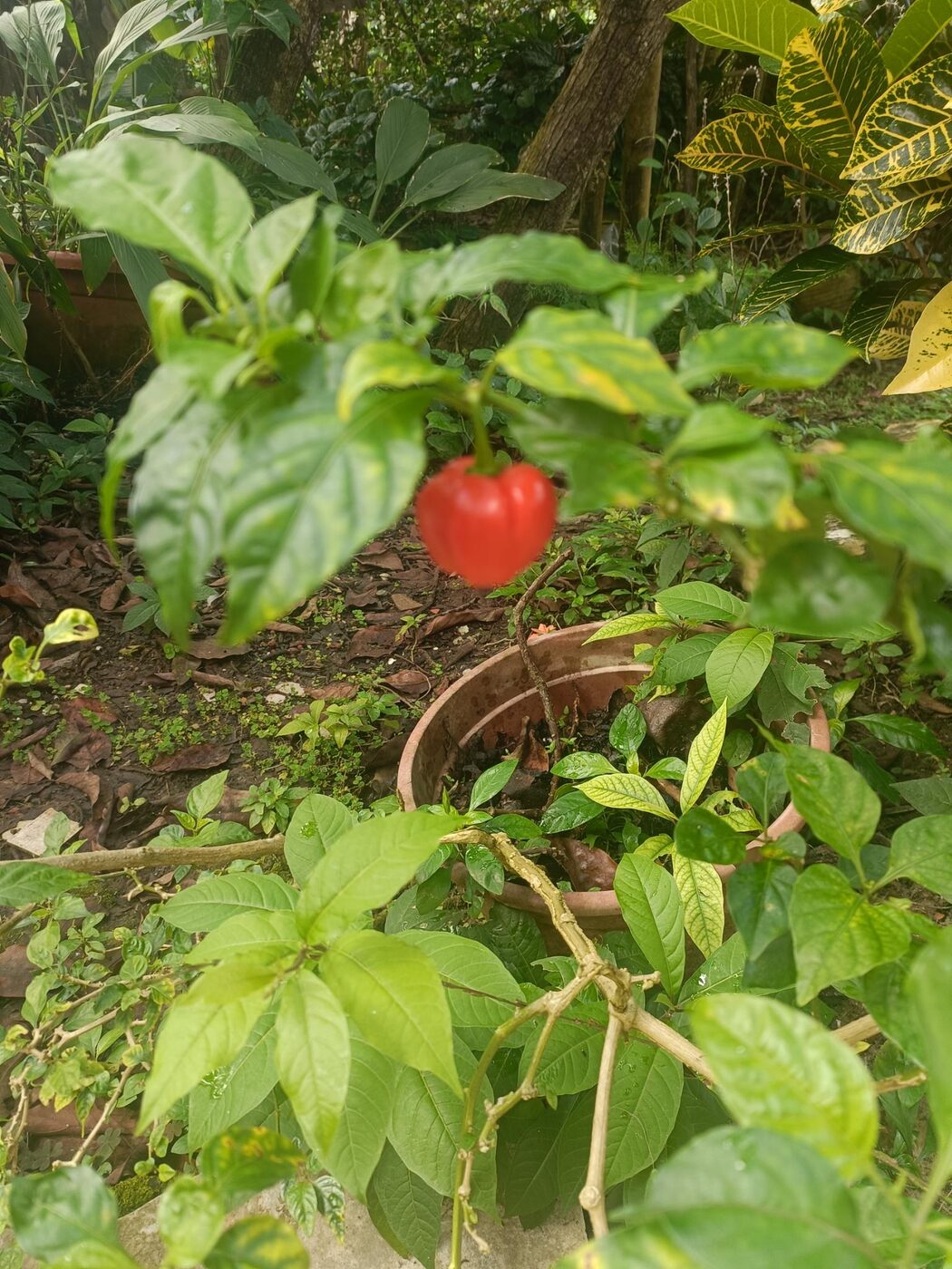 Un piment mûr sur son pied dans le jardin de Maminus en Martinique